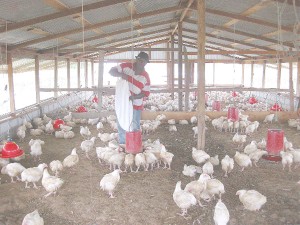  A member of the group feeds the chickens on the farms. 