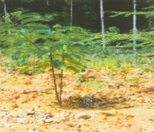 Scopia Sciadopyhlla trees three years after replanting