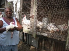 The distressed Brenda Semple stands near her pen holding one of the stunted chickens 