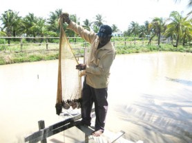Tilapia being harvested