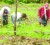 Four women remove weeds from a plant bed at Greenfield Farms. 