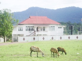 Bliss: Sheep graze in front of the regional administration office of Region 8 at Mahdia as the Ebini Mountains stand in the background. (Alva Solomon photo) 