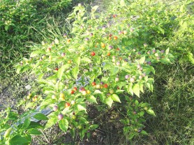 Bountiful: A pepper plant at the Neal and Massy Mon Repos farm.  
