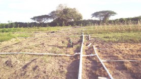 The pipes that carry water to irrigate the crops.  