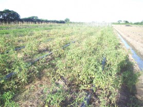 Some of the tomato plants at the model farm.  