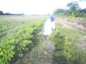 A farm worker examines the peppers at the Neal and Massy, Mon Repos farm.  