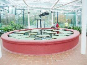 The interior of Victoria House today with a pond full of Victoria amazonica lilies 