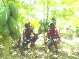 Employees of Rahaman Samad pose among the papaw plants at his farm at Hope Estate, East Coast Demerara.  