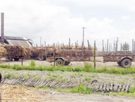 Sugar cane stalks stacked on ‘carts’ in the compound of the Wales Sugar Estate 