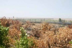 Burnt vegetation beside the seawall where people have been burning their garbage (Photo by Orlando Charles)