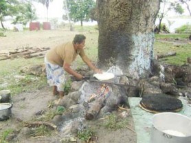 Capoey resident Dreana Edwards turns the ‘cassava melee’, which is placed in water to ferment, the result being the piwari beverage. 