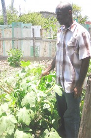 Mark Archibald reaping vegetables from his garden. 