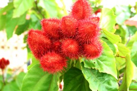 Annatto (Photo by Cynthia Nelson)