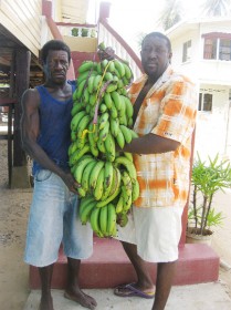 Brothers, Lionel and Gauntlet Melville proudly display this huge bunch of bananas that was reaped from their backyard at Number Eight Village, West Coast Berbice. They told this newspaper that they plan to share the bananas with relatives and friends. This bunch weighed-in at 103 pounds and the brothers said that in the 70s a bunch weighing 115 pounds was reaped in the same yard. (Photo by Shabna Ullah)