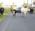 Cows took over Hadfield Street Lodge yesterday afternoon - they were possibly being driven home. A similar scene obtained on Homestretch Avenue yesterday morning just around 8 o’clock causing near chaos. (Photo by Jules Gibson)