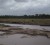 A cow grazes in the Boeraserie Conservancy aback Canal Number  One, West Bank Demerara yesterday.