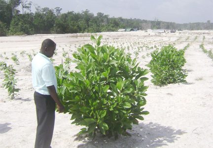 Environmental Officer, Devon Agard examines one of the Acacia plants at the project site at White Hole, Mahdia last week. 