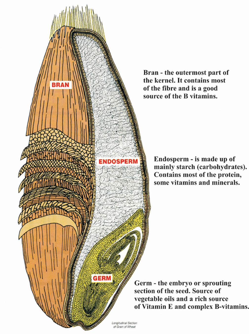 What is Wheat Germ? – Stabroek News