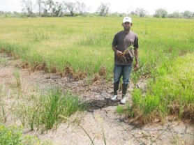 Shamshundar Ramroop stands in a section of his 35-acre rice field that he has lost