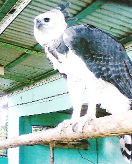 Harpy eagles wings still clipped - Stabroek News