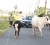 Soon to be worth about $30,000 to a stray-catcher these cows on Hadfield Street Lodge impeded the smooth flow of traffic during the afternoon hours of January 11, 2010. (Stabroek News File Photo/Jules Gibson)