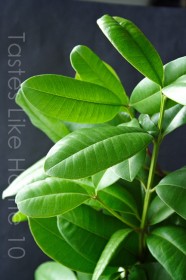 West Indian Bay Leaves (Photo by Cynthia Nelson)