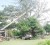 A brace: Observed in Dennis Street, Sophia on Saturday, a fallen electricity pole, gains support from a huge tree. (Photo by Jules Gibson)