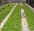 Lettuce being grown on the hydroponics farm owned by Gerald Mekdeci