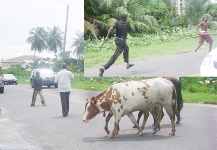 A cat and mouse game between City Constables and cattle farmers whose animals were impounded as strays. Inset: A City Constable chases a cattle farmer who was trying to free his seized cattle.