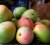 Freshly picked mangoes set  to ripen. (Photo by Cynthia Nelson)Photo: cbeef