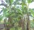 Banana plants affected by the Black Sigatoka disease at Davindra Bhagwandin’s farm at Ruby, East Bank Essequibo recently. 