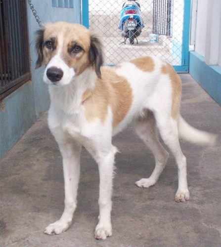  A look of apprehension as this male dog wonders if any kind person will come to the GSPCA and offer to adopt him (he has been neutered)