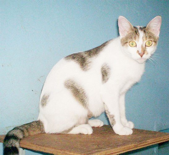 A spayed female cat this time, sitting patiently at the GSPCA waiting for someone to offer her a good home