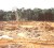 SN File Photo:  A mining site in Guyana's interior