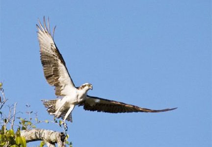 An Osprey taking off to scout for fish. (Photo by Graham Watkins)