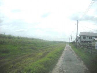 Mocha/Arcadia is surrounded by cane fields. Here the only housing scheme in the community borders a cane field  