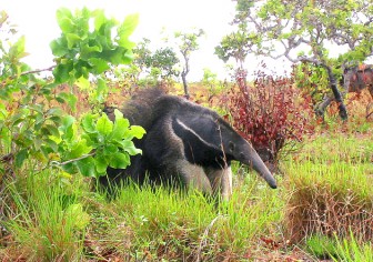 The Tough-Skinned Tamandua Is Hard as Nails 