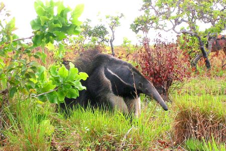 Giant Anteater searching for food in the savannah (Photo by S James)