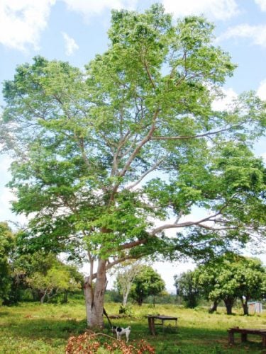 A Locust tree in the Rupununi (Photo by S James)