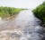 Four different species of mangroves prevalent in Guyana can be found along this outfall aback the adjoining villages of Victoria and Cove & John on the East Coast of Demerara.