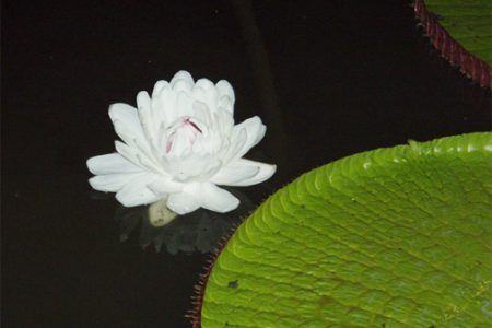 The Giant Water Lily is white on the first night it opens. (Photo by S James)