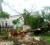 A tree came dangerously close to damaging the historic St Matthew's Church (Nassau Guardian photo)