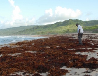 The beach at Barclays Park on the East coast, a popular picnic area, is covered in seaweed. (Barbados Nation photo)
