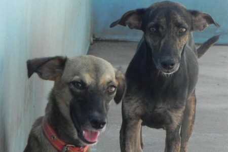 Two female dogs (they have been spayed) look expectantly into the camera in the hope that an animal-lover will adopt them.