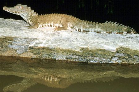 Cuvier’s Smooth Front Caiman (Paleosuchus palpebrosus) (Photo courtesy of Iwokrama)