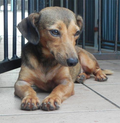 Waiting patiently for a new home: This female dog has been spayed. 