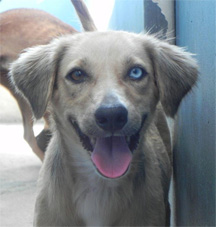 Waiting for a home: Will anyone offer to adopt this spayed female dog? She can be found still hopeful at the GSPCA.