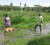 Stephen Wallace and Dalmanie Benny in their flooded farm yesterday, showing their peppers that were destroyed