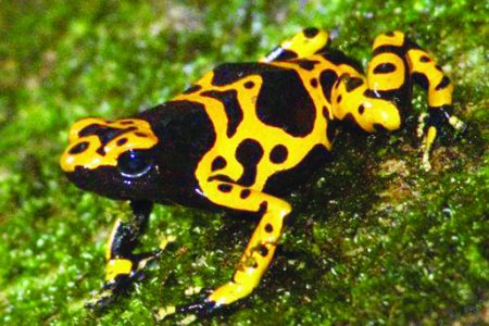 Yellow Banded Poison Dart Frog (Photo by G Watkins)