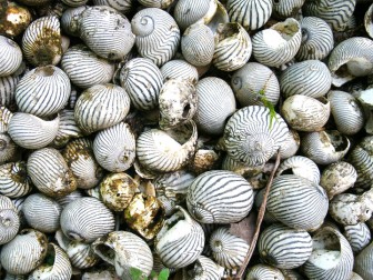 Shells at the shell mound